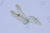 Glyphipterix simpliciella