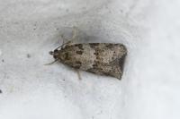 Cnephasia incertana