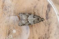 Cnephasia incertana