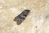 Cnephasia incertana