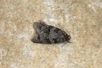 Cnephasia incertana