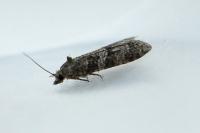 Cnephasia incertana