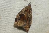 Archips crataegana