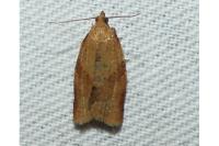 Clepsis consimilana