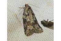 Cnephasia