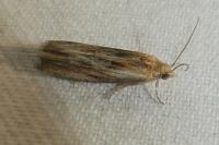 Eucosma
