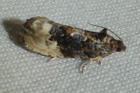 Hedya nubiferana