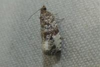Hedya pruniana