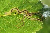 Stigmella lapponica
