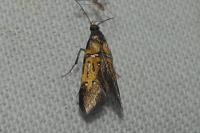 Schiffermuelleria schaefferella