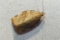 Pandemis cerasana