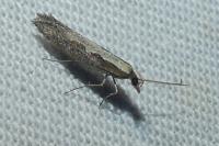 Plutella xylostella