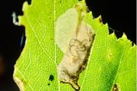 Eriocrania sparrmannella