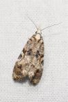 Phtheochroa rugosana