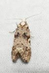 Phtheochroa rugosana