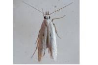 Mesophleps