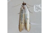 Mesophleps