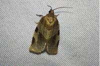 Choristoneura hebenstreitella