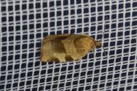 Choristoneura hebenstreitella