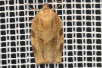 Choristoneura hebenstreitella