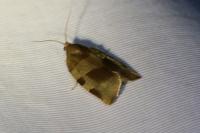 Choristoneura hebenstreitella