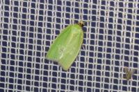 Tortrix viridana