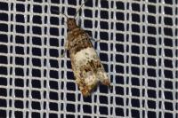 Notocelia trimaculana