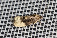 Hedya nubiferana