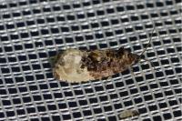 Hedya nubiferana
