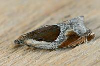 Ancylis unculana