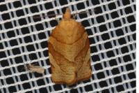 Pandemis cerasana