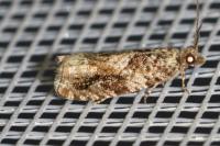 Epinotia signatana