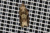 Epinotia signatana