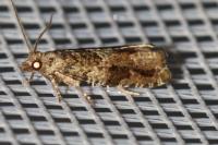Epinotia signatana