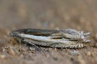 Ancylis apicella