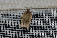 Choristoneura hebenstreitella