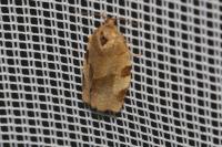 Choristoneura hebenstreitella