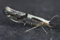 Argyresthia conjugella