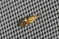 Alabonia geoffrella