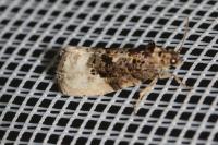 Hedya nubiferana