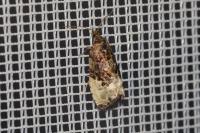 Hedya nubiferana