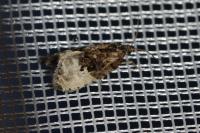 Hedya nubiferana