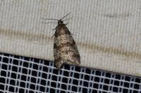 Isotrias rectifasciana