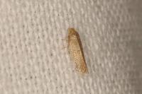 Glaucolepis