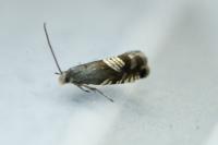 Grapholita compositella