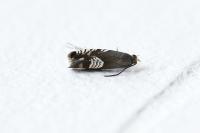Grapholita compositella