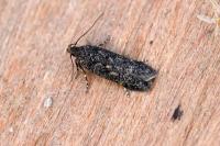 Bryotropha affinis