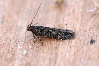 Bryotropha affinis