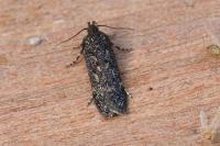Bryotropha affinis