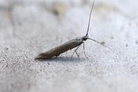 Coleophora deauratella